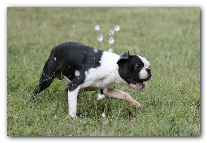 Howie the Sunwoods Boston Terrier Puppy