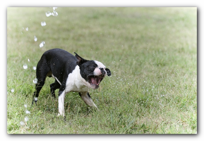 Howie the Sunwoods Boston Terrier Puppy