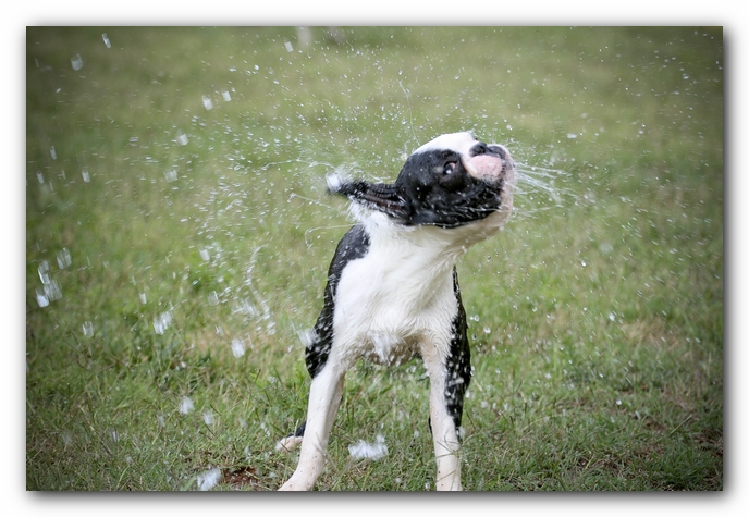 Howie the Sunwoods Boston Terrier Puppy