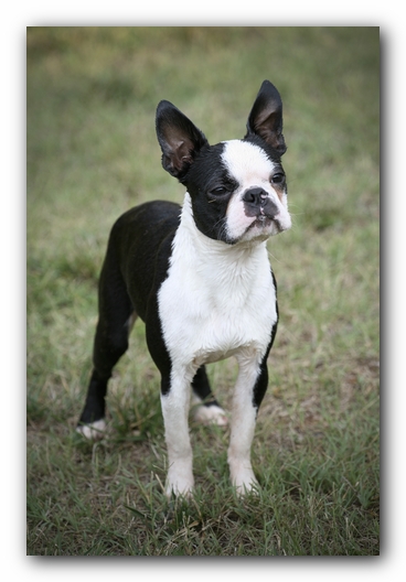 Howie the Sunwoods Boston Terrier Puppy
