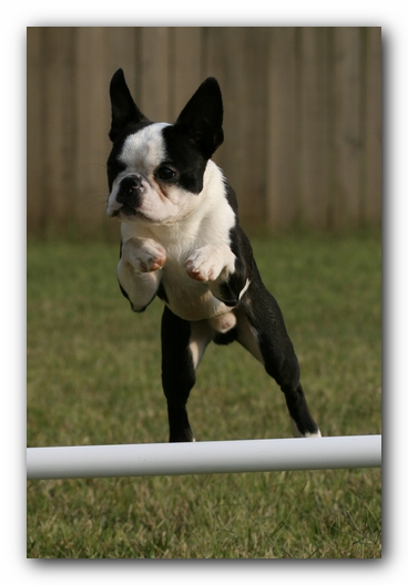 Howie the Sunwoods Boston Terrier Puppy