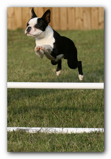 Howie the Sunwoods Boston Terrier Puppy