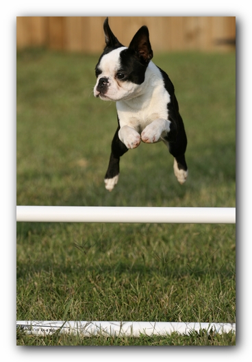Howie the Sunwoods Boston Terrier Puppy