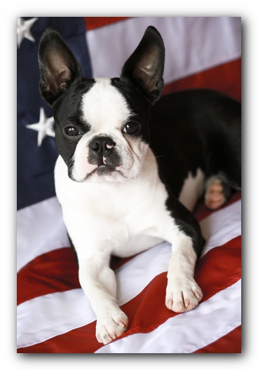 Howie the Boston Terrier Puppy