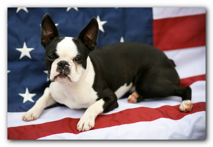 Howie the Boston Terrier Puppy