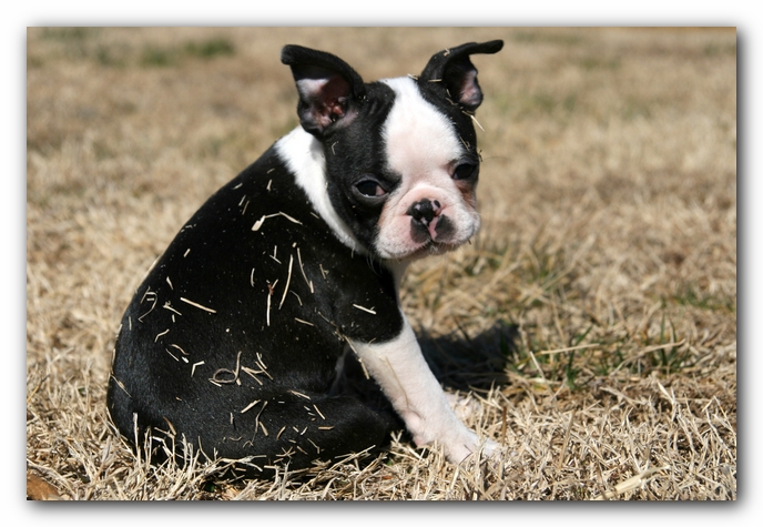 Howie the Sunwoods Boston Terrier Puppy