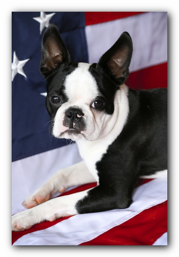 Howie the Boston Terrier Puppy
