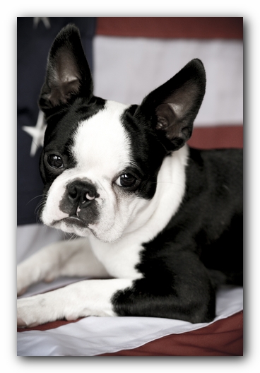 Howie the Boston Terrier Puppy