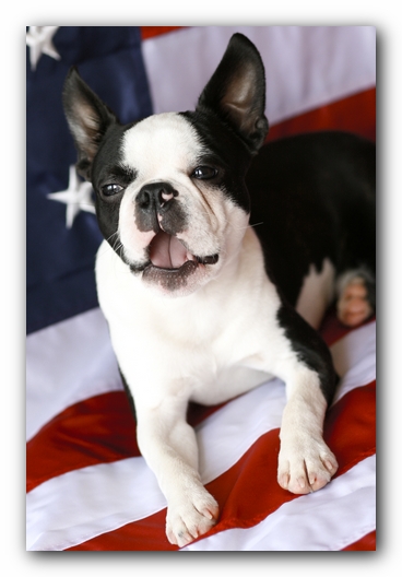 Howie the Boston Terrier Puppy