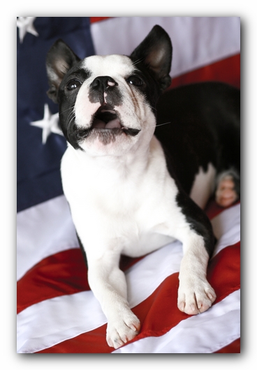 Howie the Boston Terrier Puppy