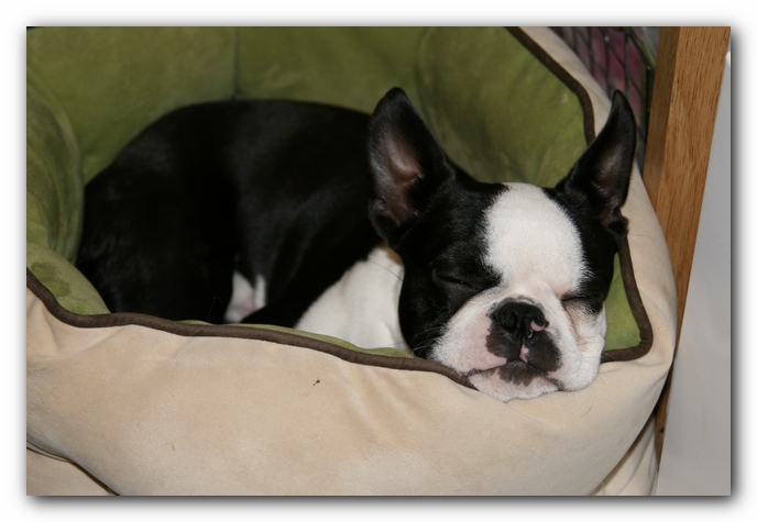 Howie the Boston Terrier Puppy