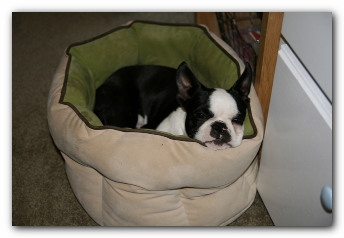Howie the Boston Terrier Puppy