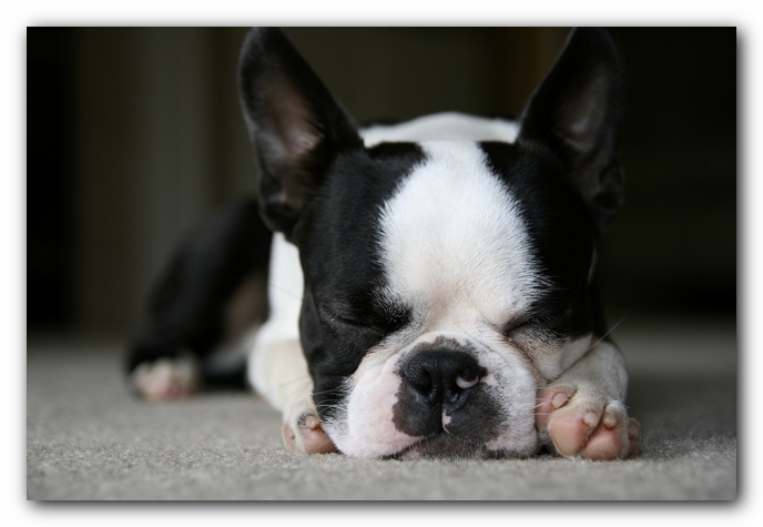 Howie the Boston Terrier Puppy