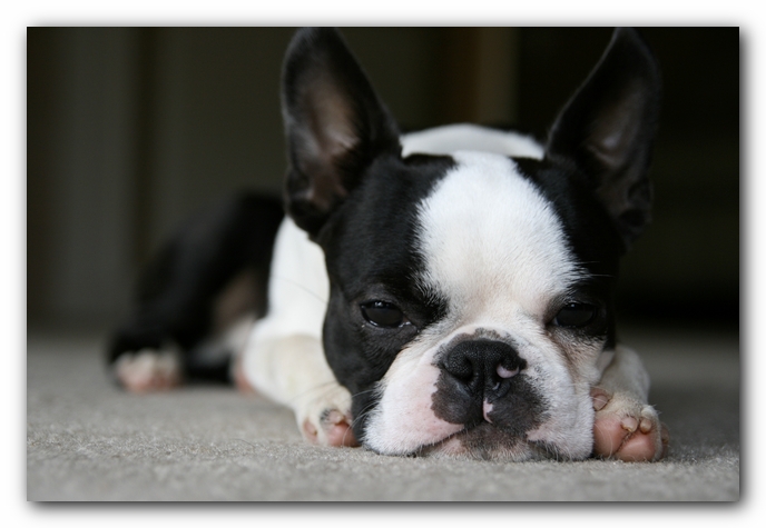 Howie the Boston Terrier Puppy