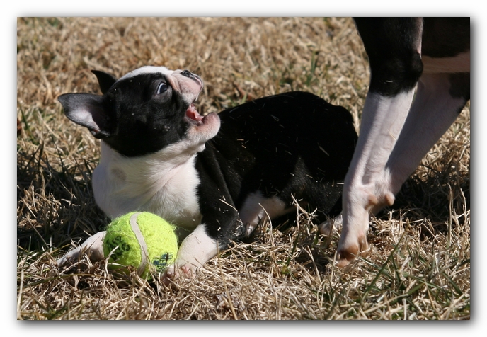 Howie the Sunwoods Boston Terrier Puppy