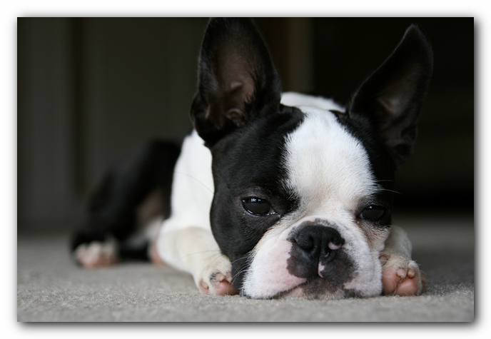 Howie the Boston Terrier Puppy