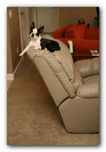 Howie the Boston Terrier Puppy