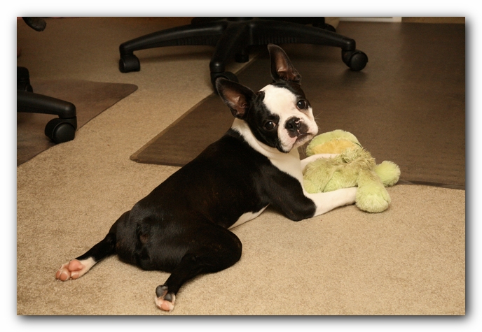 Howie the Boston Terrier Puppy