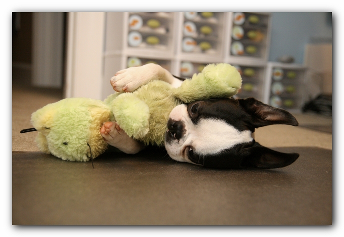 Howie the Boston Terrier Puppy