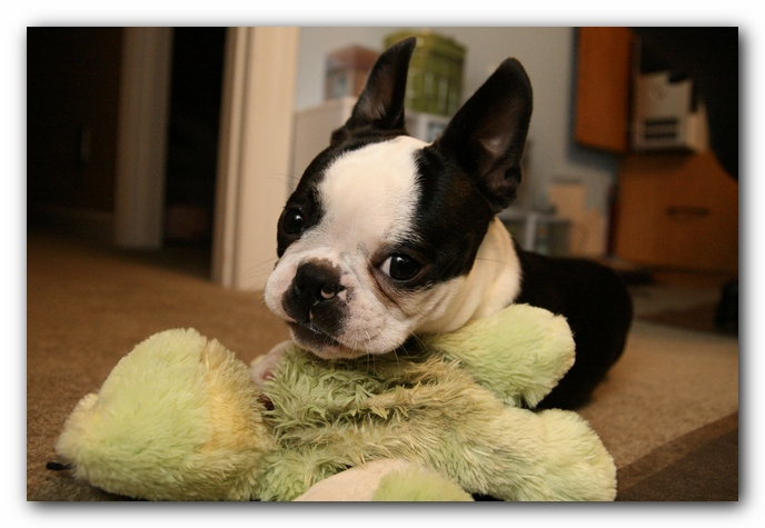 Howie the Boston Terrier Puppy
