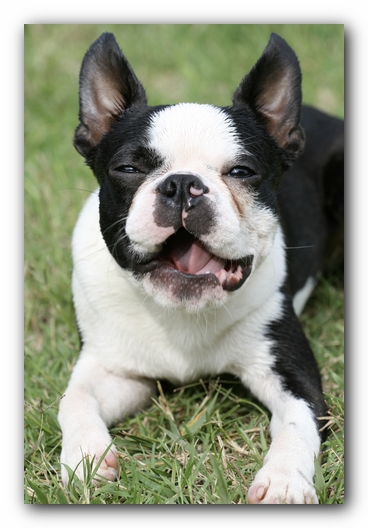Howie the Boston Terrier Puppy