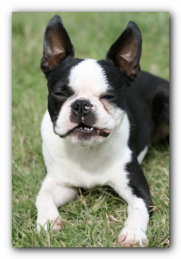 Howie the Boston Terrier Puppy