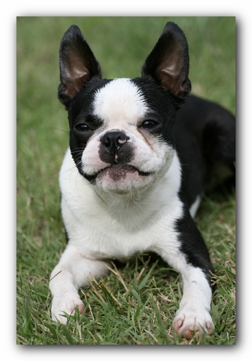 Howie the Boston Terrier Puppy