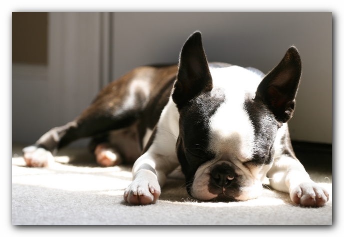 Howie the Boston Terrier Puppy