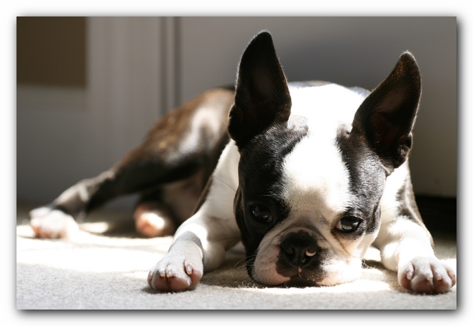 Howie the Boston Terrier Puppy