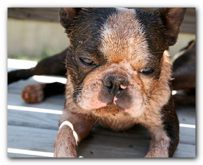 Howie the Sunwoods Boston Terrier Puppy