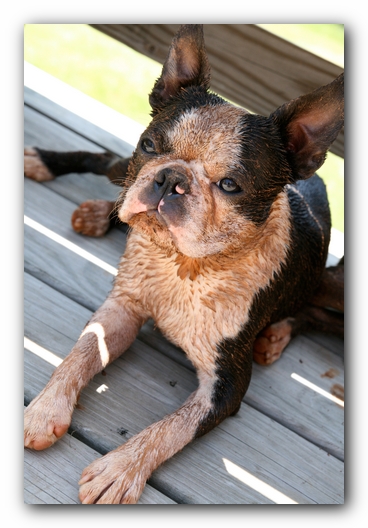 Howie the Sunwoods Boston Terrier Puppy