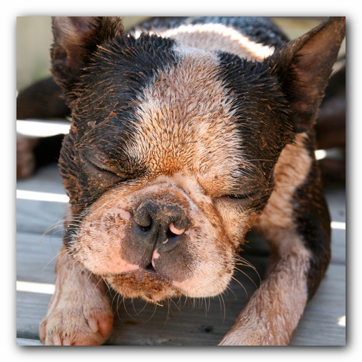 Howie the Sunwoods Boston Terrier Puppy