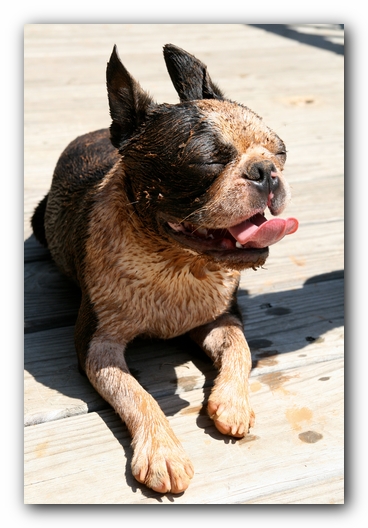 Howie the Sunwoods Boston Terrier Puppy