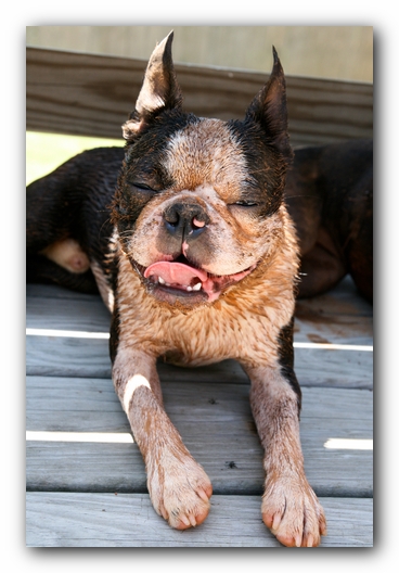 Howie the Sunwoods Boston Terrier Puppy