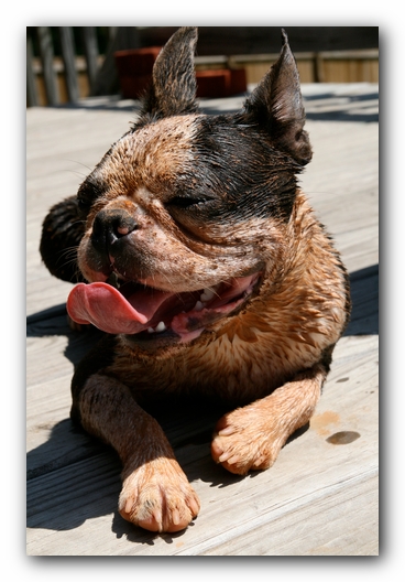 Howie the Sunwoods Boston Terrier Puppy
