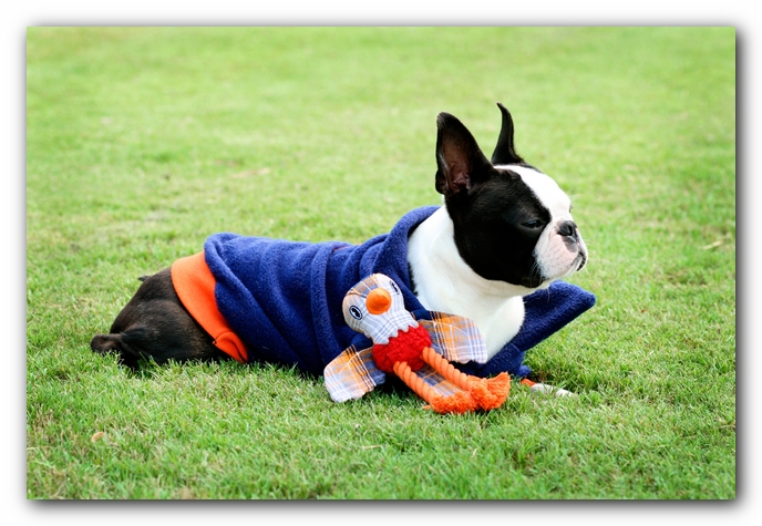 Howie the Sunwoods Boston Terrier Puppy