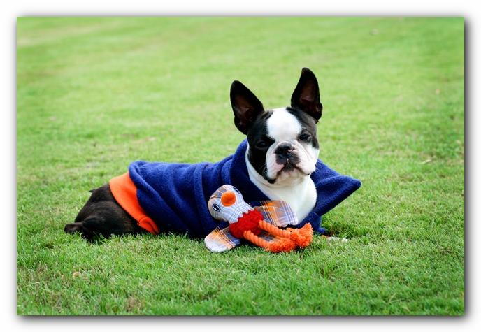 Howie the Sunwoods Boston Terrier Puppy