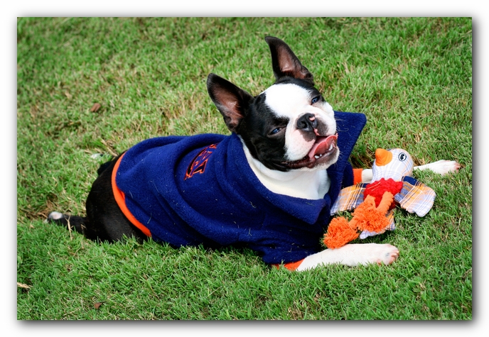 Howie the Sunwoods Boston Terrier Puppy