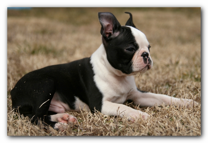 Howie the Sunwoods Boston Terrier Puppy