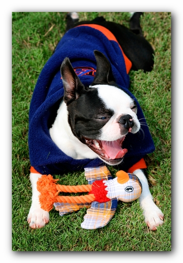 Howie the Sunwoods Boston Terrier Puppy