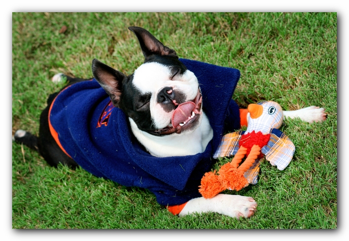 Howie the Sunwoods Boston Terrier Puppy