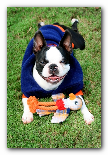 Howie the Sunwoods Boston Terrier Puppy
