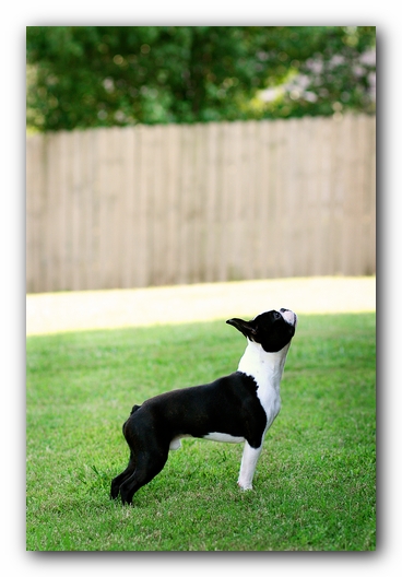 Howie the Sunwoods Boston Terrier Puppy