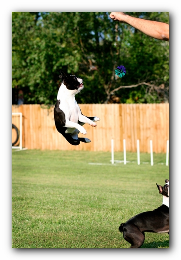 Howie the Sunwoods Boston Terrier Puppy
