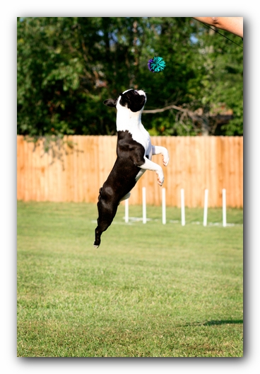 Howie the Sunwoods Boston Terrier Puppy