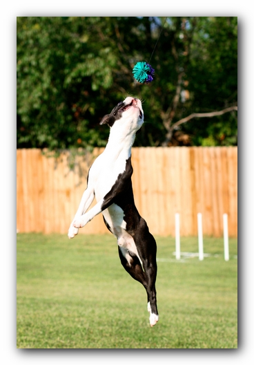 Howie the Sunwoods Boston Terrier Puppy