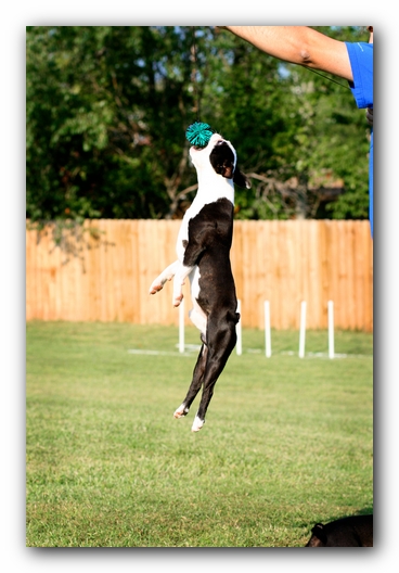 Howie the Sunwoods Boston Terrier Puppy