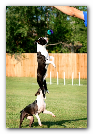 Howie the Sunwoods Boston Terrier Puppy