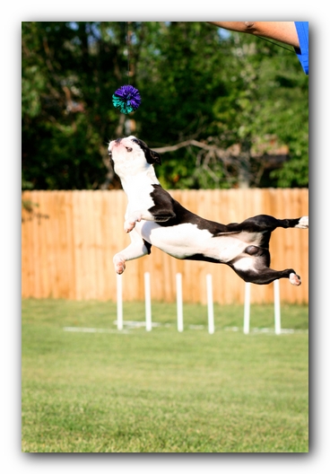 Howie the Sunwoods Boston Terrier Puppy