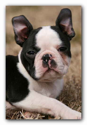 Howie the Sunwoods Boston Terrier Puppy